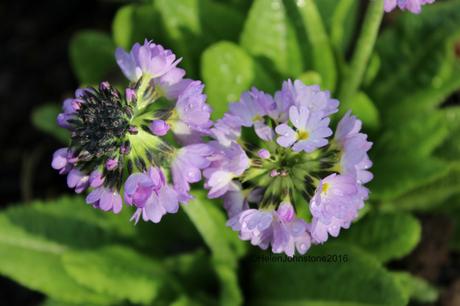 Primula denticulata