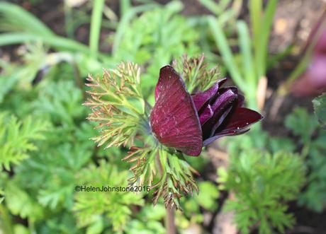 Anemone Bourdeux