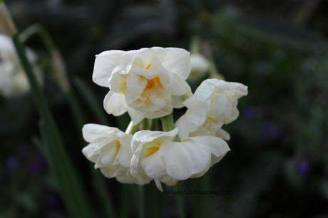 Narcissus Cheerfulness