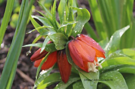 Imperial fritillary