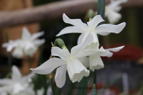 Narcissus Thalia