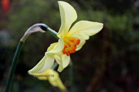 Narcissus Baths Flame