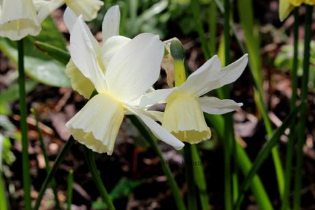 Narcissus Sailboat