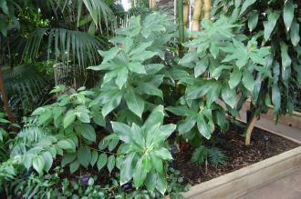 Costus barbatus (28/02/2016, Kew Gardens, London)