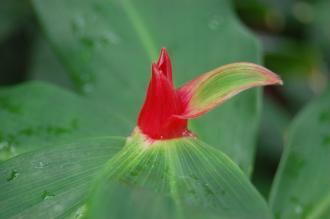 Costus barbatus Flowering Tip (28/02/2016, Kew Gardens, London)