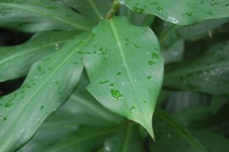 Costus barbatus Leaf (28/02/2016, Kew Gardens, London)