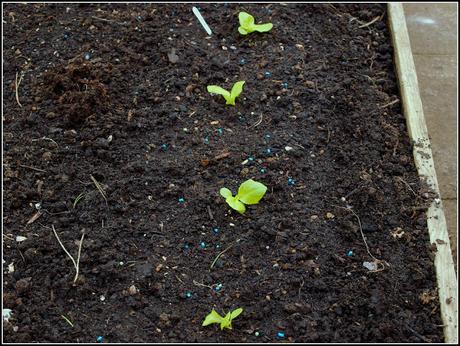 Pricking-out Lettuces