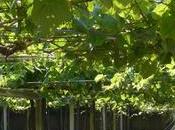 Terrior Albarino Salnes