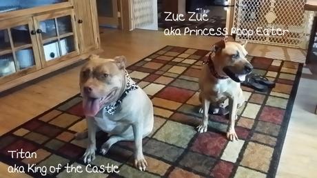 Meet My Furkids - Titan and Zue Zue