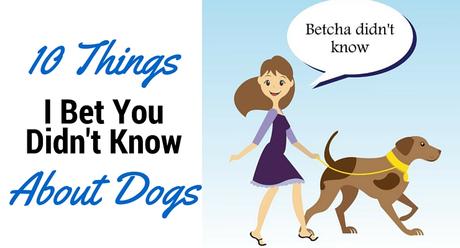 10 Things I Bet You Didn't Know About #Dogs