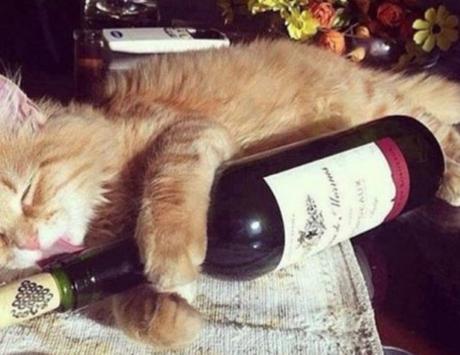 Top 10 Wine Loving Cats At Wine O'Clock