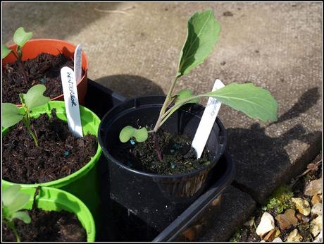 Time to plant out the Brassicas