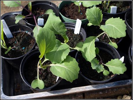 Time to plant out the Brassicas