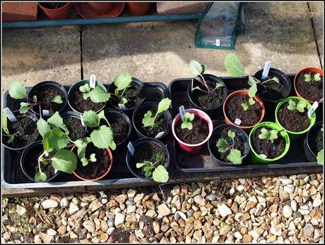 Time to plant out the Brassicas