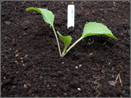 Time to plant out the Brassicas