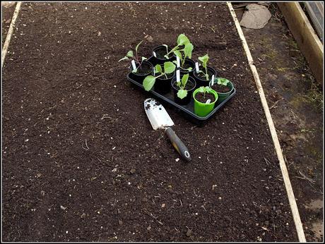 Time to plant out the Brassicas