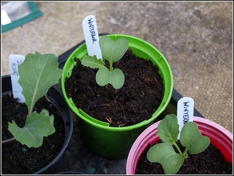 Time to plant out the Brassicas