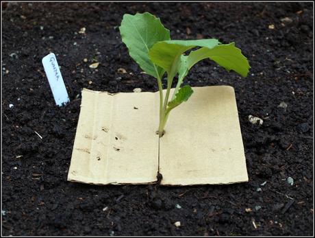 Time to plant out the Brassicas