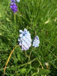 For a few muscari more
