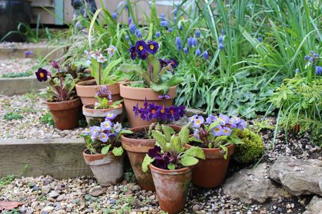 Pots of blue and lilac primulas