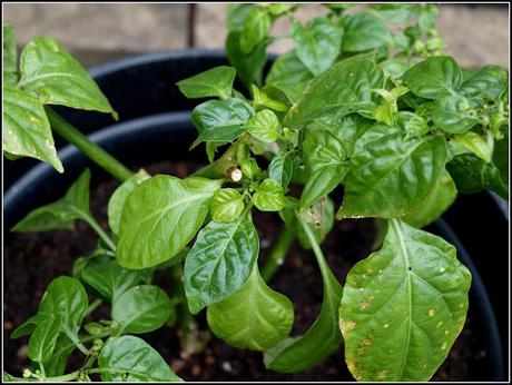 A drastic remedy for aphid infestation