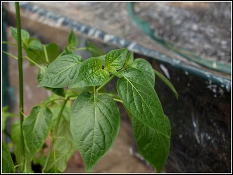 A drastic remedy for aphid infestation