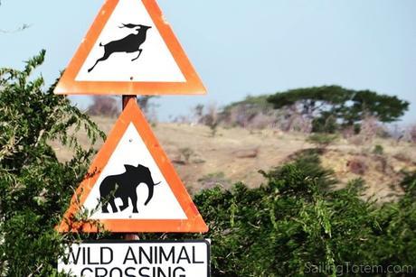 wild animal crossing