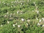 Winged Visitors Vedanthangal Bird Migration