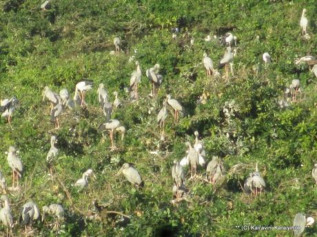 winged visitors to Vedanthangal - bird migration