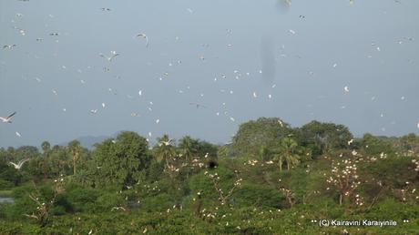winged visitors to Vedanthangal - bird migration