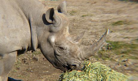 Beyond The Barriers @ Howletts