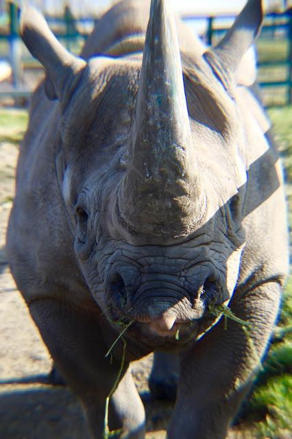 Beyond The Barriers @ Howletts