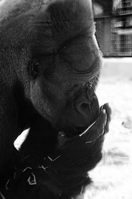 Beyond The Barriers @ Howletts