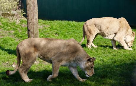 Beyond The Barriers @ Howletts