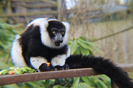 Beyond The Barriers @ Howletts