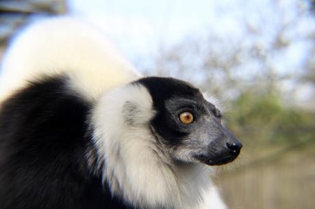 Beyond The Barriers @ Howletts