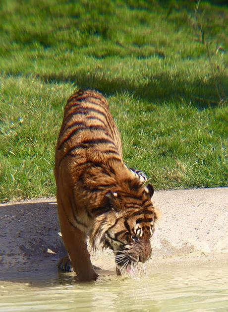 Beyond The Barriers @ Howletts