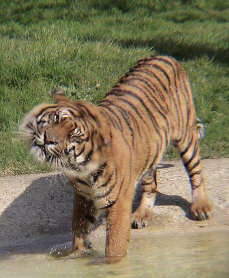 Beyond The Barriers @ Howletts