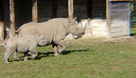 Beyond The Barriers @ Howletts