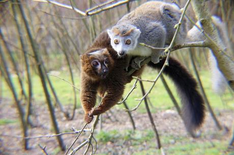 Beyond The Barriers @ Howletts