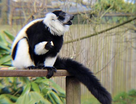 Beyond The Barriers @ Howletts