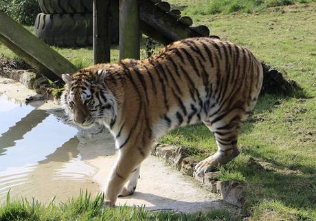 Beyond The Barriers @ Howletts