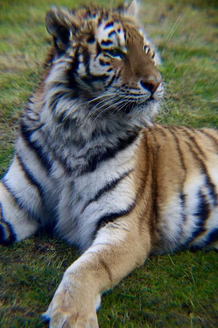 Beyond The Barriers @ Howletts