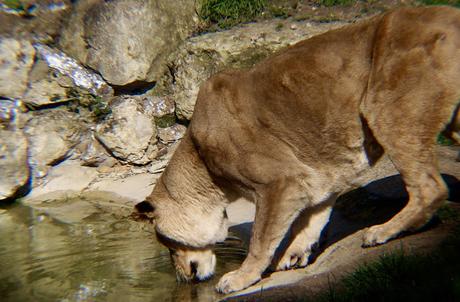 Beyond The Barriers @ Howletts