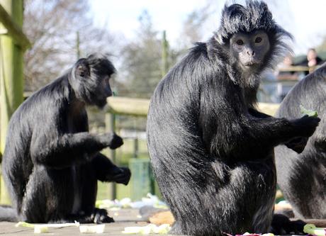 Beyond The Barriers @ Howletts