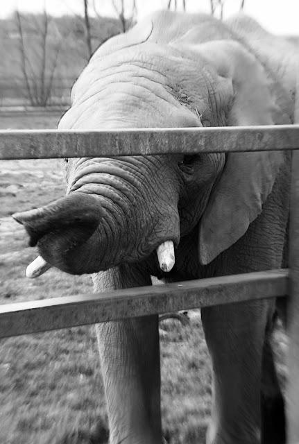 Beyond The Barriers @ Howletts