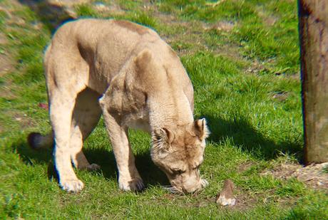 Beyond The Barriers @ Howletts