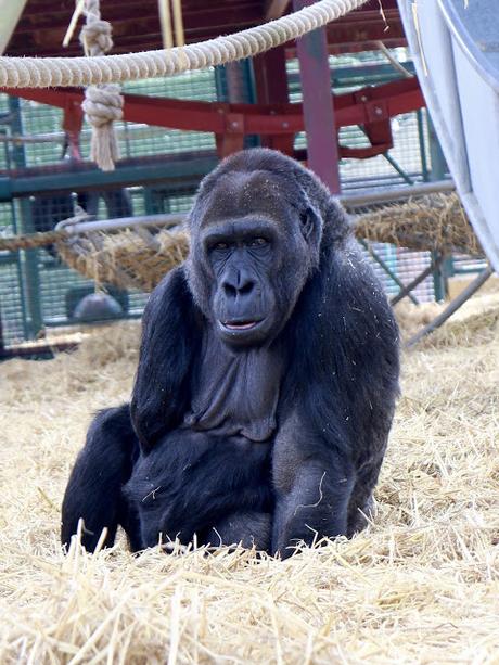 Beyond The Barriers @ Howletts