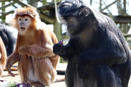 Beyond The Barriers @ Howletts