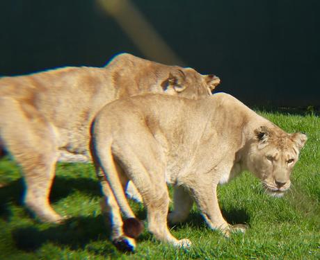 Beyond The Barriers @ Howletts